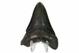 Fossil Megalodon Tooth - South Carolina #149399-2